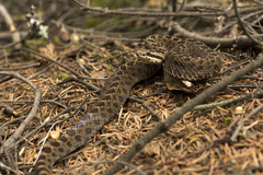 Crotalus triseriatus