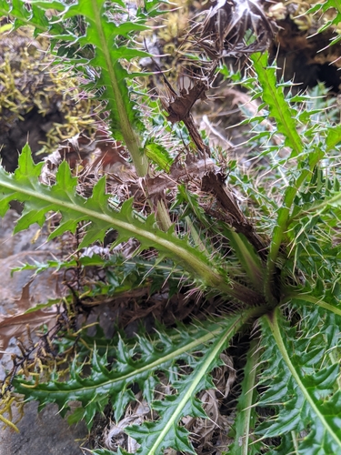 Image of Cirsium arisanense by (c) Cheng-Te Hsu, some rights reserved (CC BY)