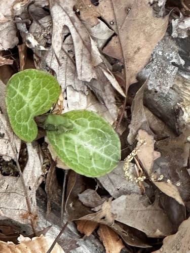 American wintergreen