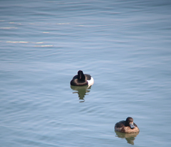 Aythya fuligula