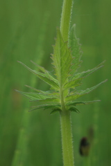 Valeriana amurensis