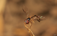 Syrphinae