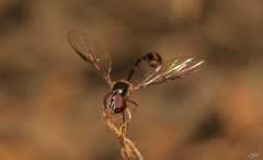 Syrphinae