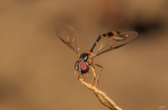 Syrphinae