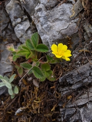 Potentilla matsumurae