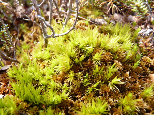 Dicranum undulatum observed 2026-05-14