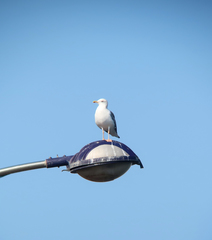 Larus fuscus heuglini