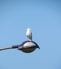 Larus fuscus heuglini