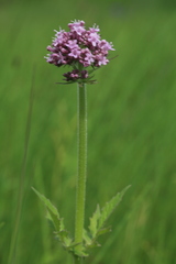 Valeriana amurensis