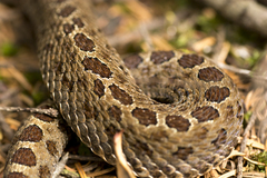 Crotalus triseriatus