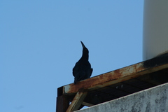 Quiscalus mexicanus
