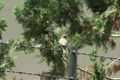 Haemorhous mexicanus