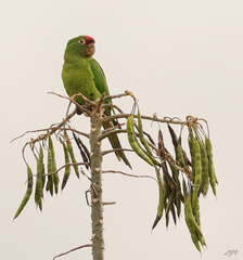 Crimson-Fronted Parakeet photo 4