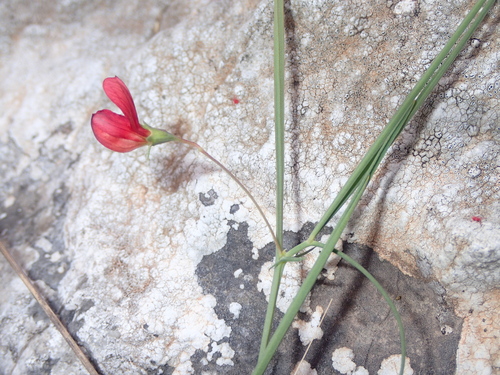 Lathyrus setifolius, photograph 4