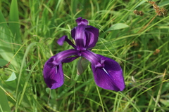 Iris laevigata