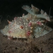Parade-Float Sea Slug - Photo (c) Franca Wermuth, some rights reserved (CC BY-NC)