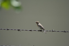 Haemorhous mexicanus