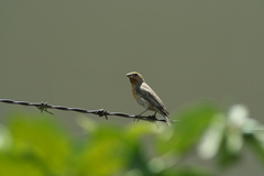 Haemorhous mexicanus