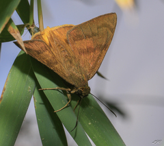 Telegonus anausis