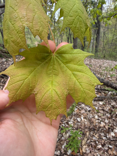 Sugar Maple