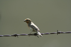 Haemorhous mexicanus