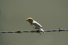 Haemorhous mexicanus