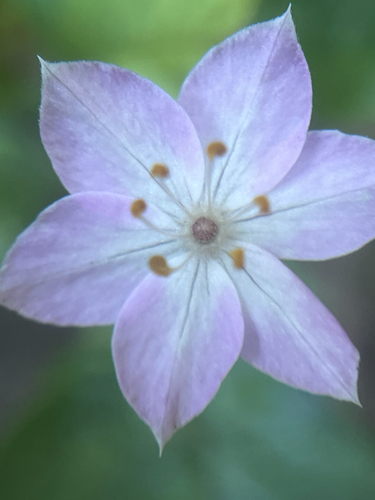 Western Starflower