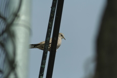 Columbina inca