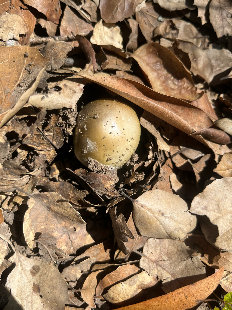 Deathcap · May 2026 · photo: Photo: no rights reserved · iNaturalist