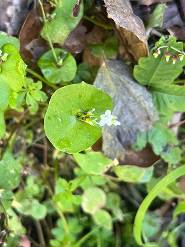 Miner'S Lettuce