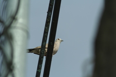 Columbina inca