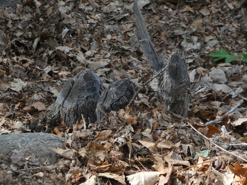 animal observation 2