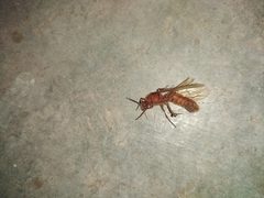 Labidus