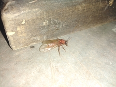 Labidus