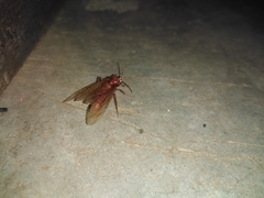 Labidus