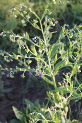 Cynoglossum divaricatum