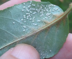 Siphoninus phillyreae