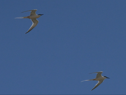 Roseate Tern (Sterna dougallii), photo 3