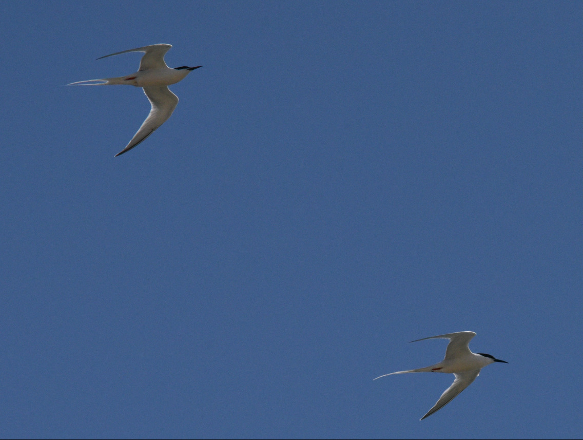 Roseate Tern (Sterna dougallii), photo 5