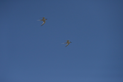 Roseate Tern (Sterna dougallii), photo 4
