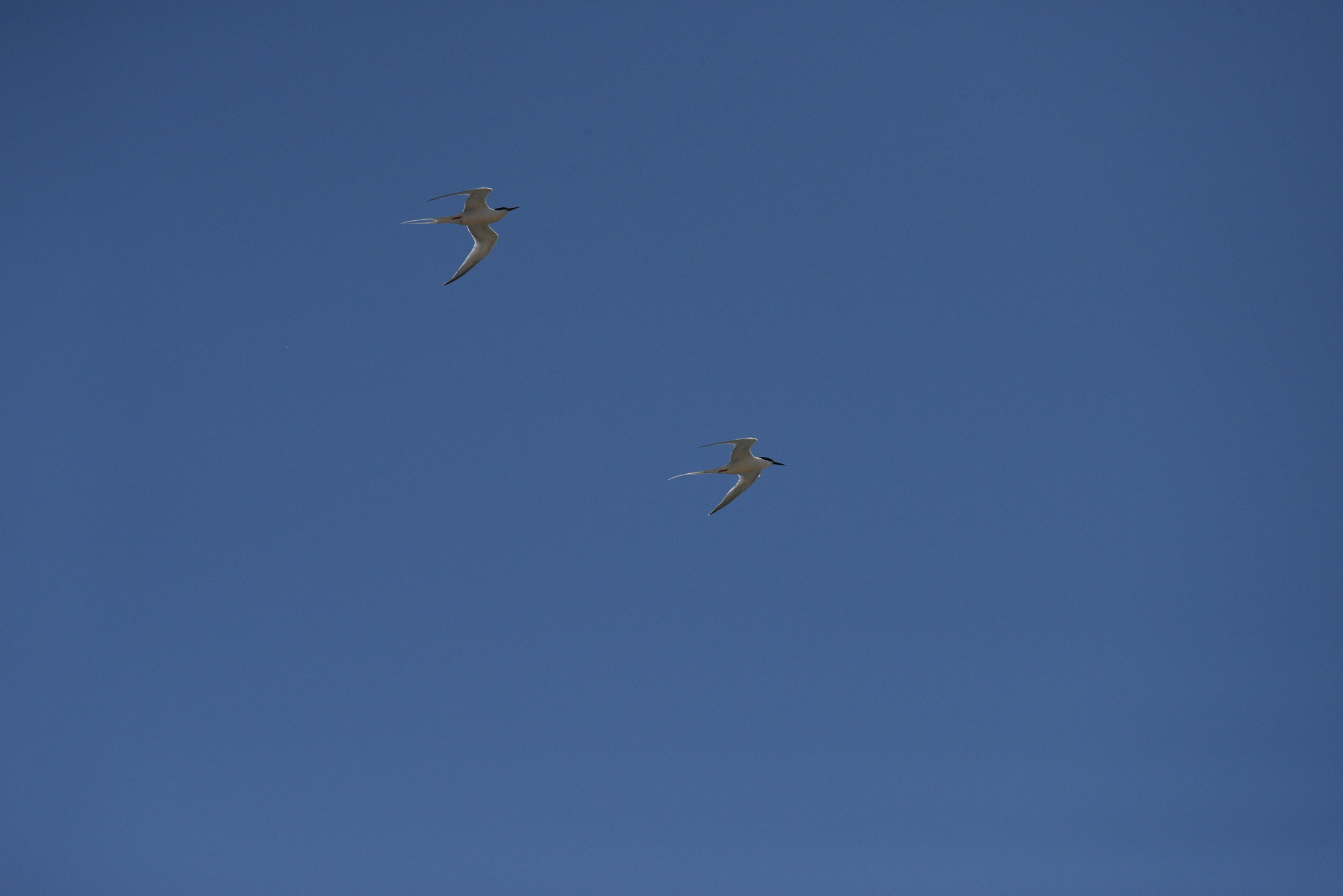 Roseate Tern (Sterna dougallii), photo 6