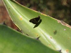 Paramacera xicaque xicaque