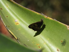 Paramacera xicaque xicaque