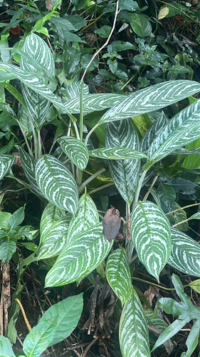 Aglaonema commutatum observed 2026-05-13