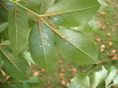 Siphoninus phillyreae