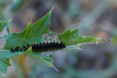 Phyciodes mylitta