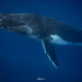 Humpback Whale - Photo (c) marciariederer, some rights reserved (CC BY-NC), uploaded by marciariederer