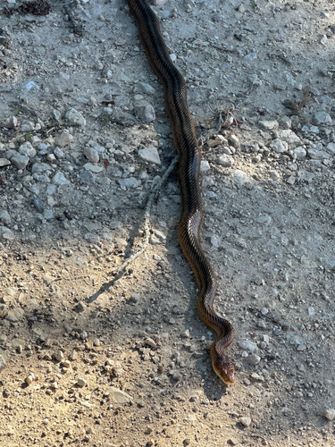 Baird's Ratsnake