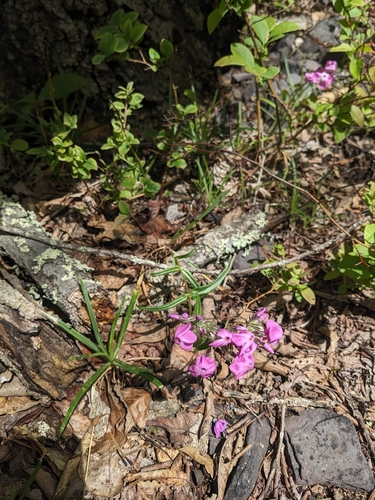 Phlox buckleyi, photograph 2