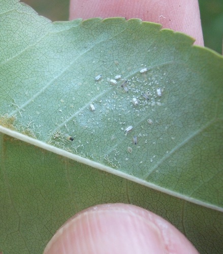 Ash whitefly parasitoid